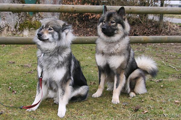 (Foto Goslar) Koerung Benno_14.03.2015_IMG_6817.png